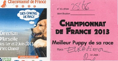 du val de l'oeuille - Hermine Meilleur Puppy au Championnat de France