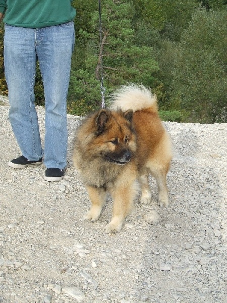 CH. Oskar Des neiges de baikal